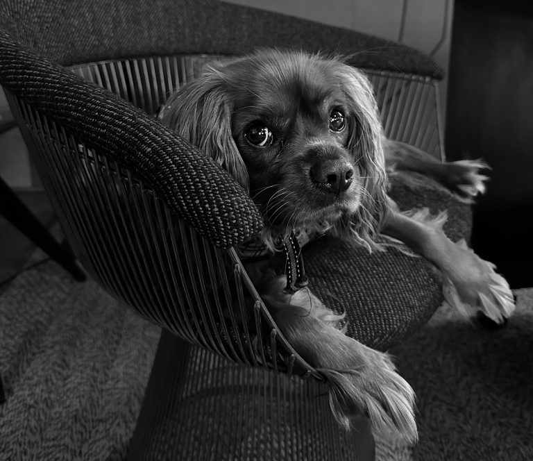 A small dog with long, floppy ears and large, expressive eyes lies on a modern, textured chair. The dogs front legs drape over the edge, and it looks upward, appearing calm and gentle. The photo is in black and white, emphasizing textures and contrasts.